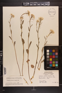 Cardamine bulbosa image