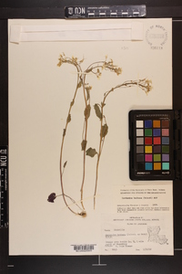 Cardamine bulbosa image