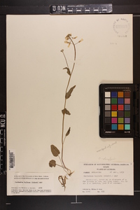 Cardamine bulbosa image