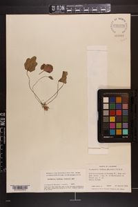 Cardamine bulbosa image