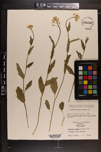 Cardamine bulbosa image