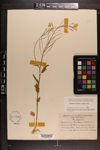 Cardamine bulbosa image