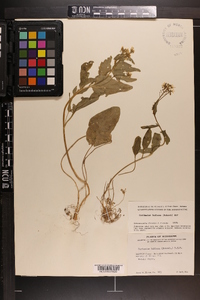 Cardamine bulbosa image