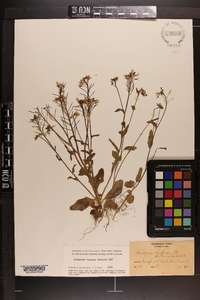 Cardamine bulbosa image