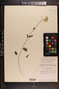 Cardamine bulbosa image