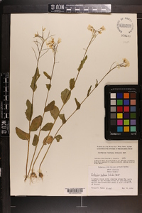 Cardamine bulbosa image