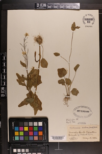 Cardamine bulbosa image