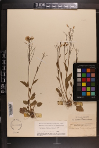 Cardamine bulbosa image