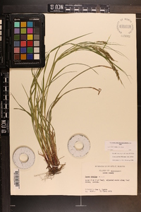 Carex debilis var. debilis image