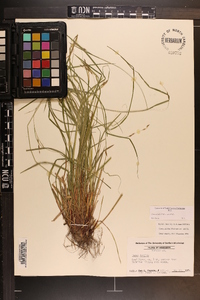 Carex debilis var. debilis image