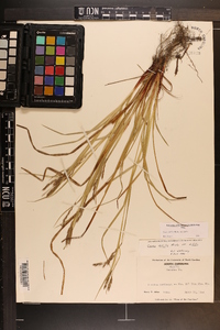 Carex debilis var. debilis image