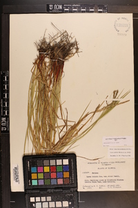 Carex debilis var. debilis image