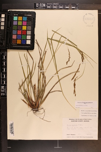 Carex debilis var. debilis image