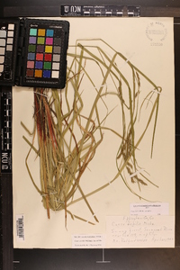 Carex debilis var. debilis image