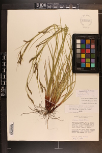 Carex debilis var. debilis image