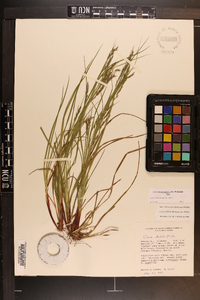 Carex debilis var. debilis image