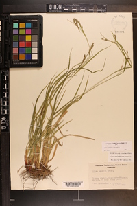 Carex debilis var. debilis image