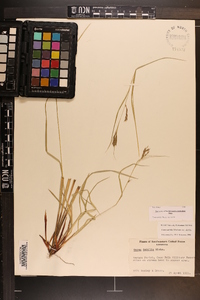 Carex debilis var. debilis image