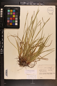 Carex debilis var. debilis image