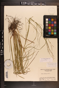 Carex debilis var. debilis image