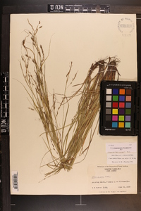 Carex debilis var. rudgei image