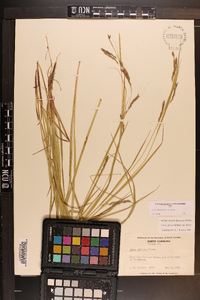 Carex debilis var. debilis image