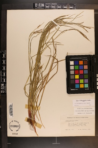 Carex debilis var. rudgei image