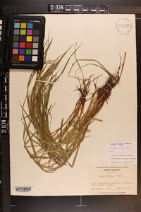 Carex debilis var. rudgei image