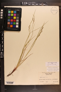 Carex debilis var. rudgei image