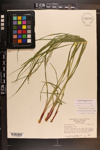 Carex debilis var. rudgei image