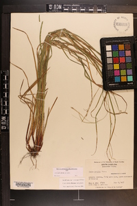 Carex debilis var. debilis image