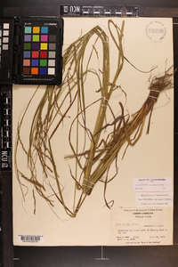 Carex debilis var. rudgei image