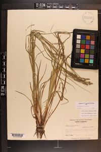 Carex debilis var. debilis image