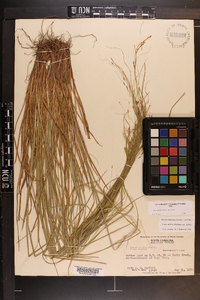 Carex debilis var. debilis image