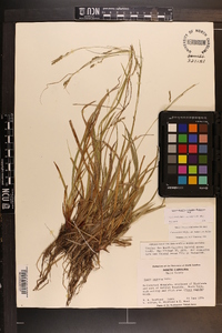 Carex debilis var. rudgei image