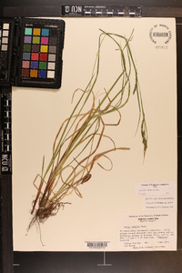 Carex debilis var. debilis image