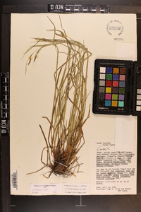 Carex debilis var. debilis image