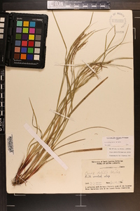 Carex debilis var. debilis image