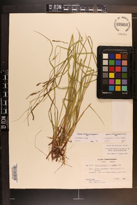 Carex allegheniensis image