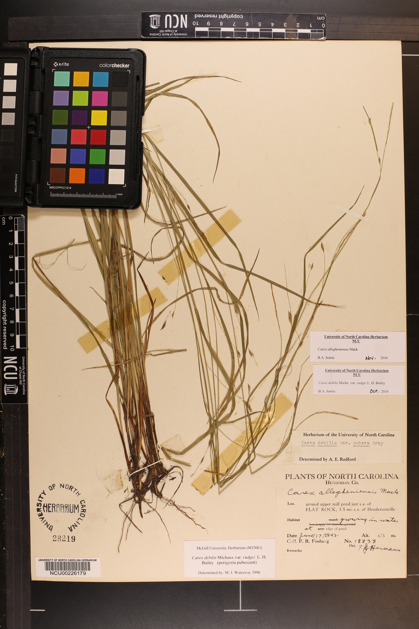 Carex allegheniensis image
