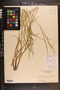 Carex allegheniensis image