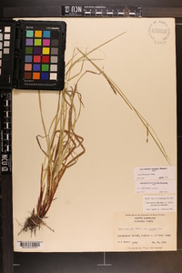 Carex allegheniensis image