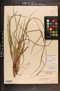 Carex allegheniensis image