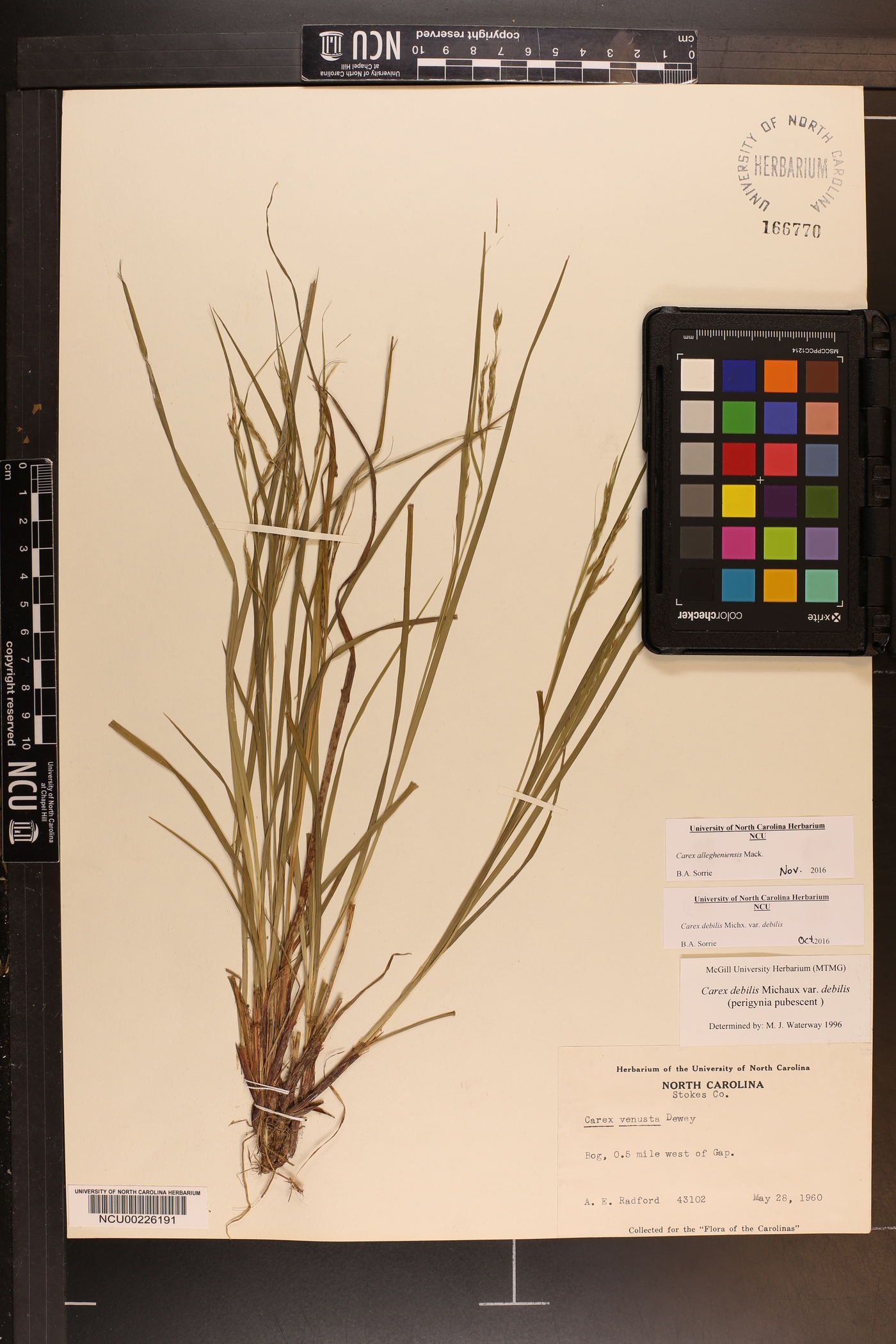 Carex allegheniensis image