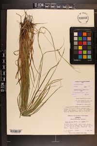 Carex allegheniensis image