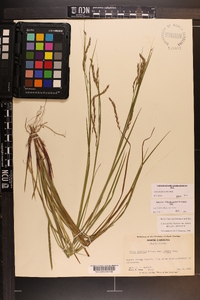 Carex allegheniensis image