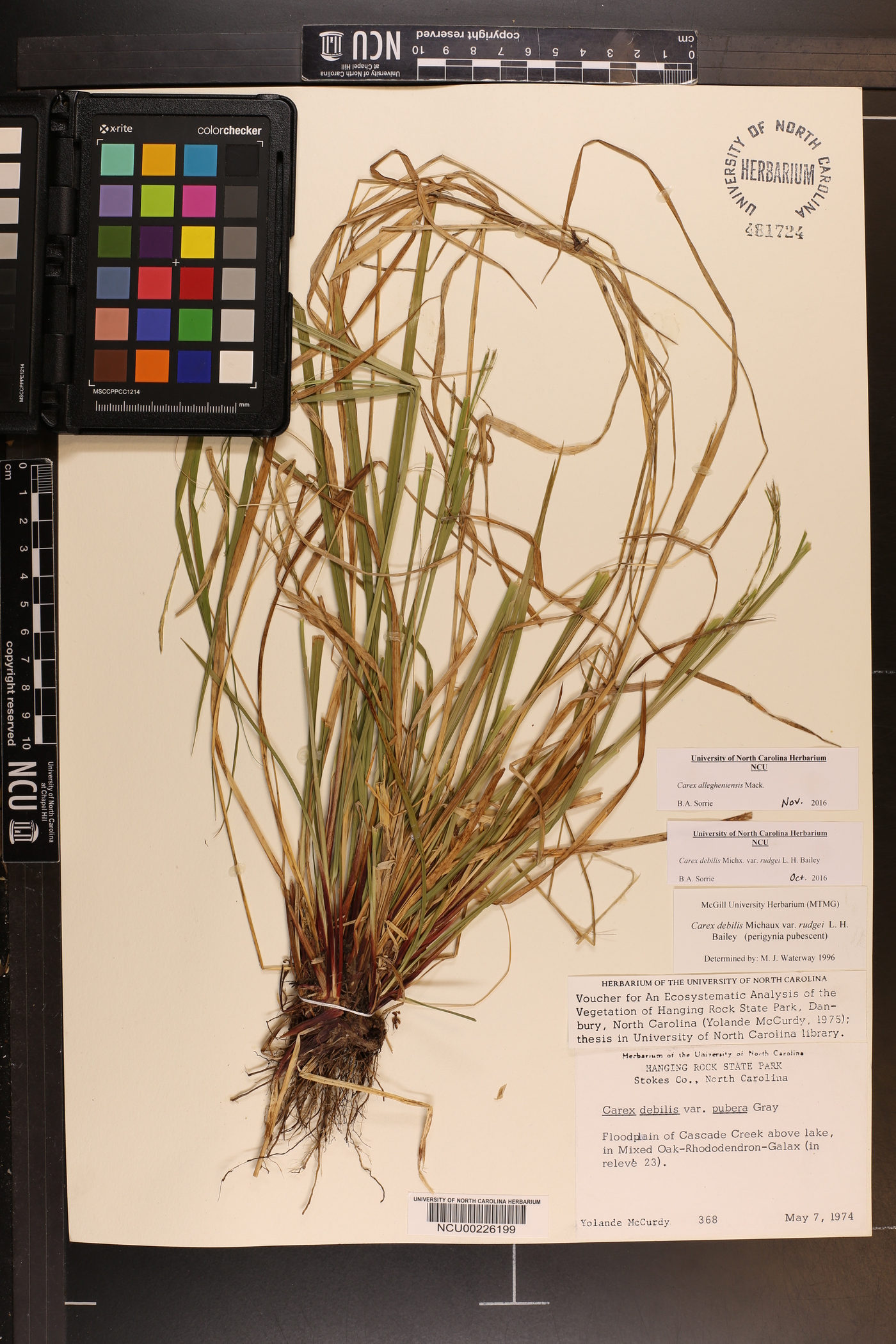 Carex allegheniensis image