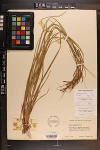 Carex allegheniensis image