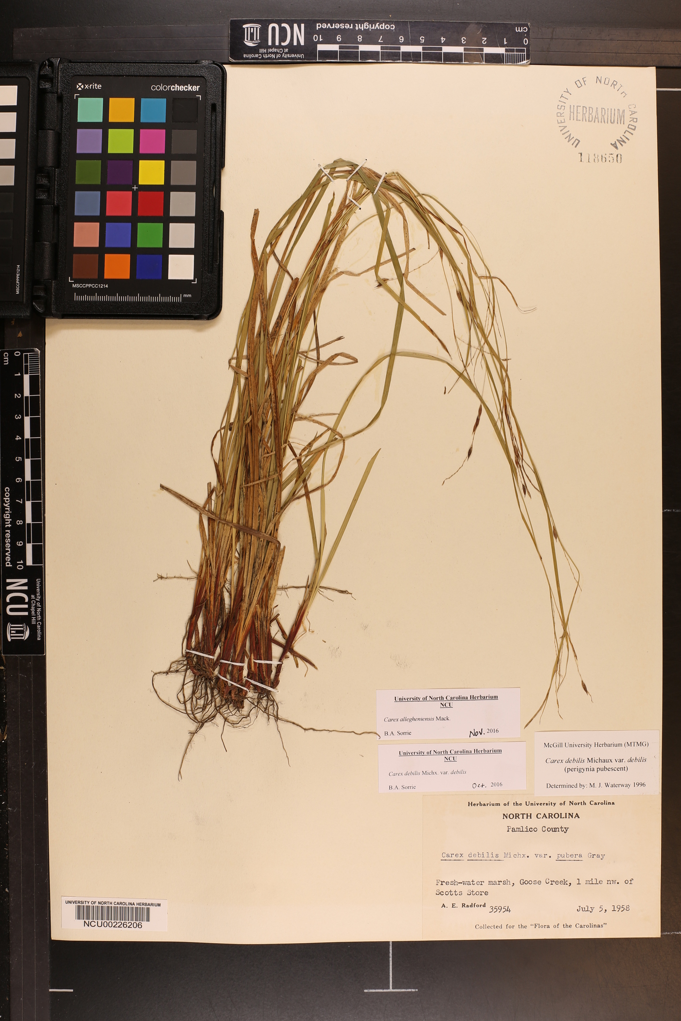 Carex allegheniensis image