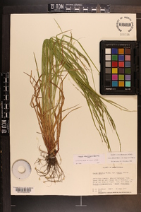 Carex debilis var. rudgei image